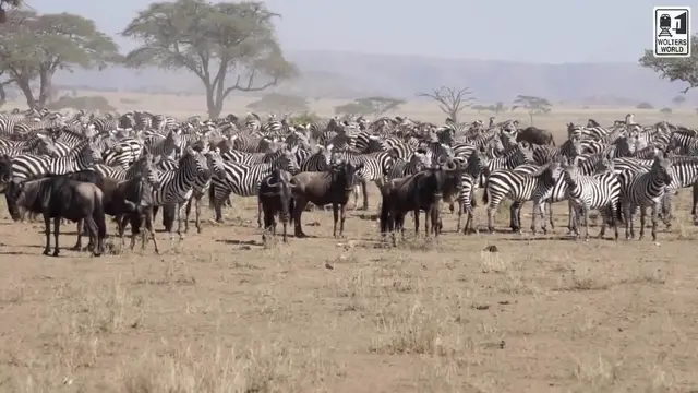 'Video thumbnail for Safari Travel: What to Know Before You Go on an African Safari'