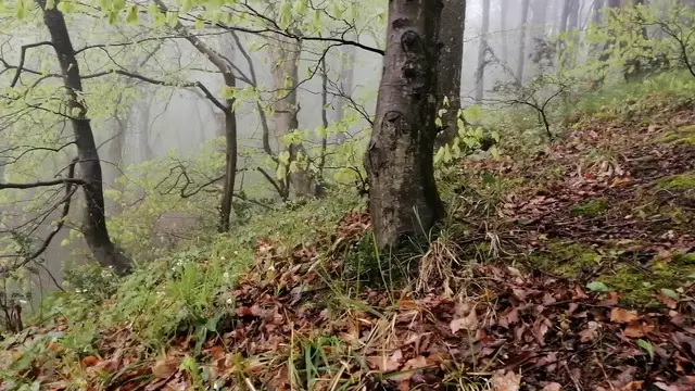 'Video thumbnail for Sounds of a misty lake'