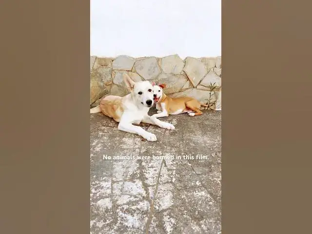 'Video thumbnail for Bella 💛& Rockruff 🤎 #jesus #family #rescuedogs #rescuepuppy #rescuepups #puppyplaytime #puppies'