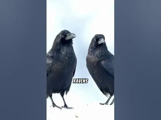 'Video thumbnail for What Makes Ravens So Fascinating? #shorts #ravenbehavior'