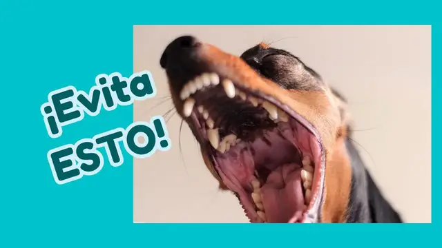 'Video thumbnail for 馃悤5 cosas que odia el pinscher miniatura 鉂わ笍'