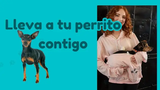 'Video thumbnail for Sudadera para llevar perro馃悤'