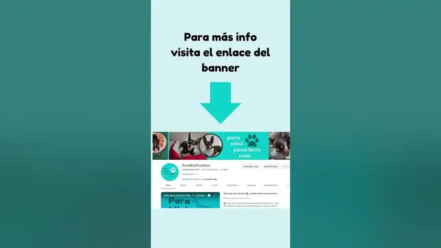 'Video thumbnail for 馃悤Negocio: camas para perros 鉂わ笍'