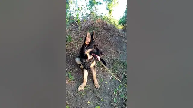 'Video thumbnail for Smart German Shepherd puppy😍😘🥰#shorts'