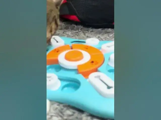 'Video thumbnail for This dog treat puzzle makes the best cat toy #cat #cattreats'