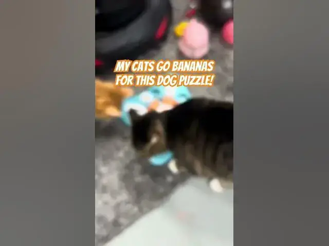 'Video thumbnail for My cats go nuts for this dog treat puzzle! #cat'