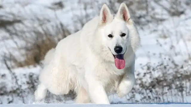 'Video thumbnail for White Swiss Shepherd Dog Pros and Cons'