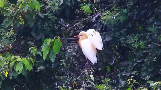'Video thumbnail for Amazing of wild bird stay on nest'