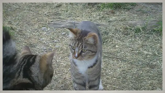'Video thumbnail for The Feline Muse: How a Cat Inspired a Best-Selling Book'