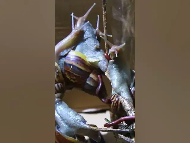 'Video thumbnail for Snail warking fast'