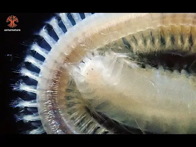 'Video thumbnail for Sigalion mathildae'