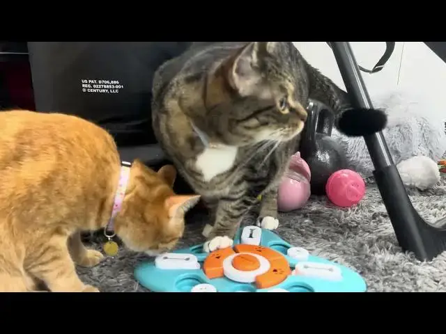 'Video thumbnail for Cat vs. Dog Toy: You Won’t Believe What Happened!'