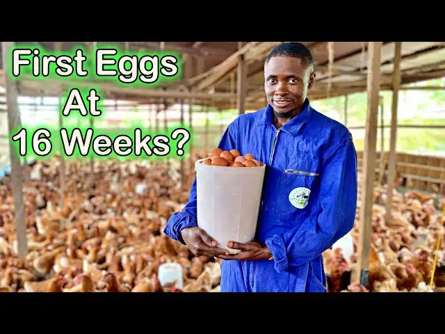 'Video thumbnail for 16 Weeks Early!! | How We Got Our First EGGS Earlier Than Expected. 🌿🥚'