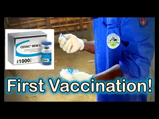 'Video thumbnail for First Vaccination with CEVA NEW L against Newcastle Disease at Otto's Farms! 🐔💉'