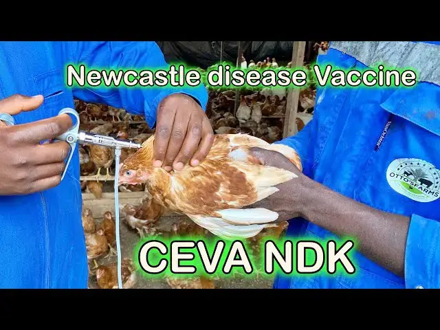 'Video thumbnail for Newcastle Disease Defense: Our Flock's 7th-Week CEVA NDK Vaccine at Otto's Farms! 馃悢馃拤"'