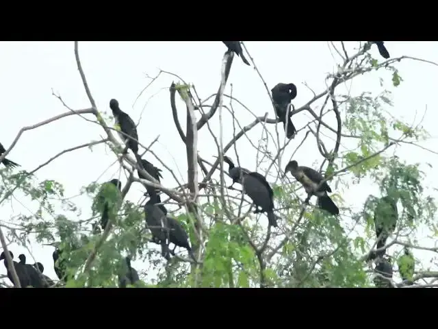 'Video thumbnail for The area of lake, black bird a lot, wild black bird on nest'