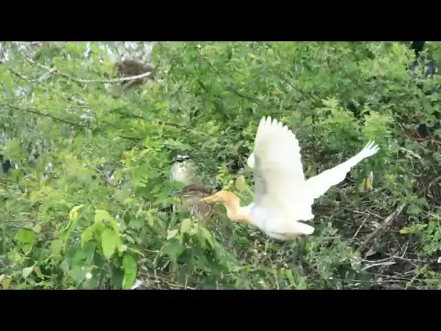'Video thumbnail for The area of lake for all wild bird live'