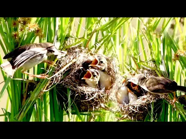 'Video thumbnail for In field bird made nest here , Mother wild bird catch food'