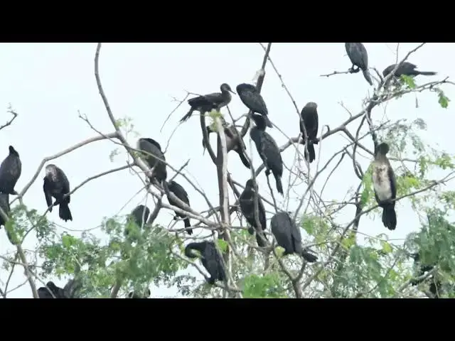 'Video thumbnail for Aea Wild black bird a lot, wild black bird on nest'