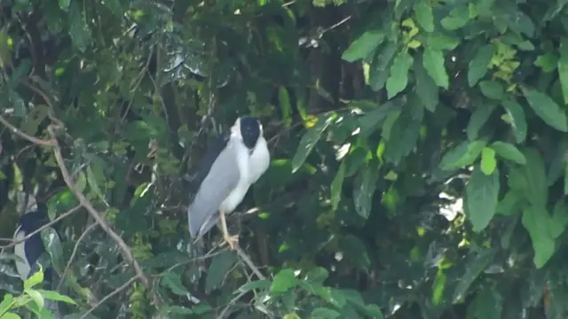 'Video thumbnail for Cute of hero wild bird sleep'