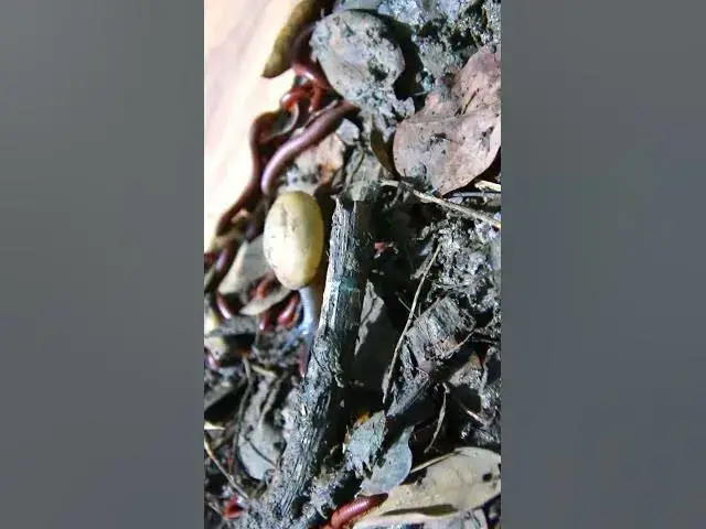 'Video thumbnail for Red Venomous Centipede'
