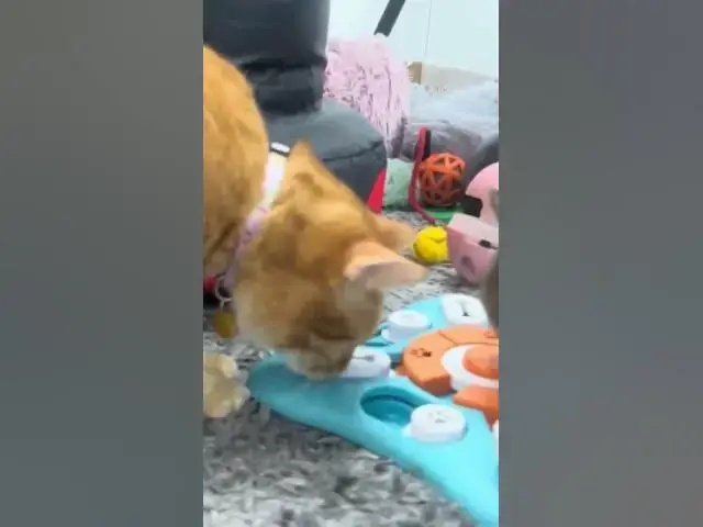 'Video thumbnail for Cats go nuts for this dog treat puzzle #adorable #cat #catplay'