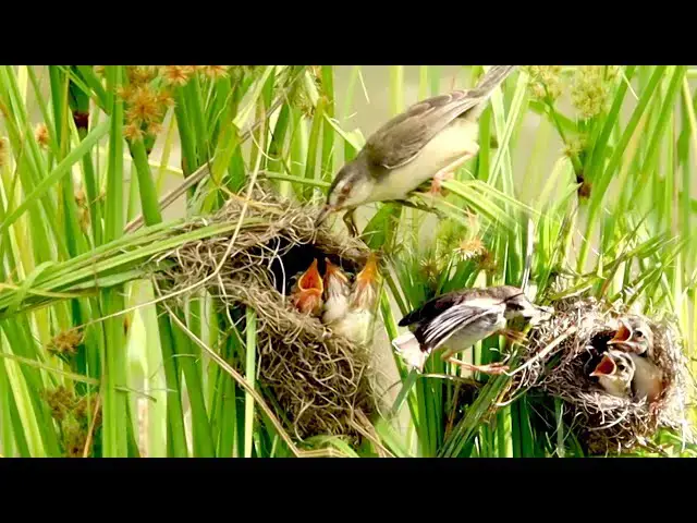 'Video thumbnail for In nest, wild babies bird hungry feed'