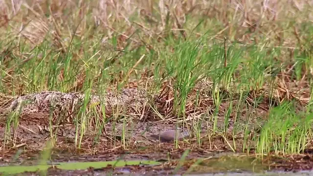 'Video thumbnail for All bird in field find food eat'
