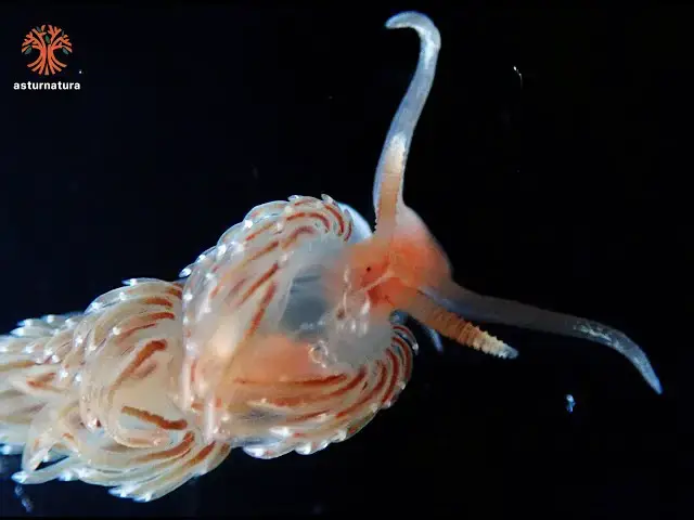 'Video thumbnail for Facelina bostoniensis'