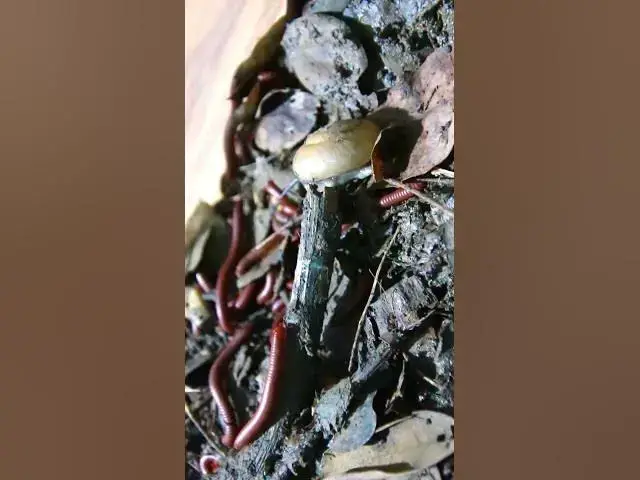 'Video thumbnail for Red Venomous Centipede or snail'