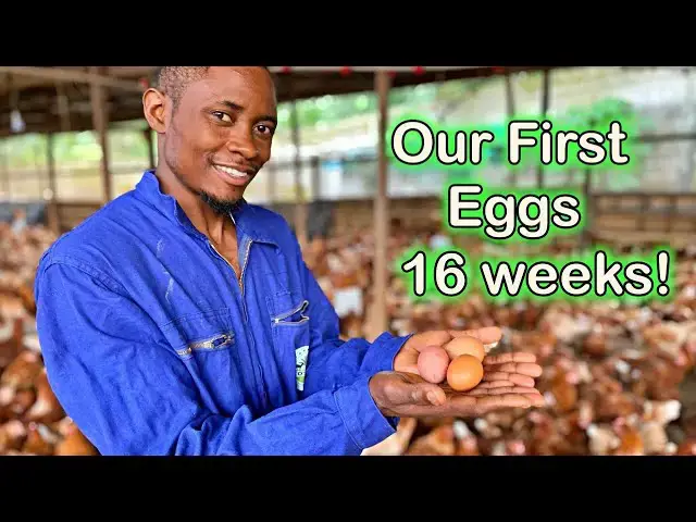 'Video thumbnail for First Eggs at 16 Weeks Old! Our First Eggs Have Arrived! | Otto's Farms 🥚🐔'