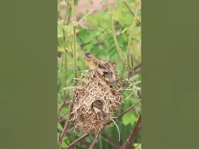 'Video thumbnail for Mother bird feed  #birds #nature'