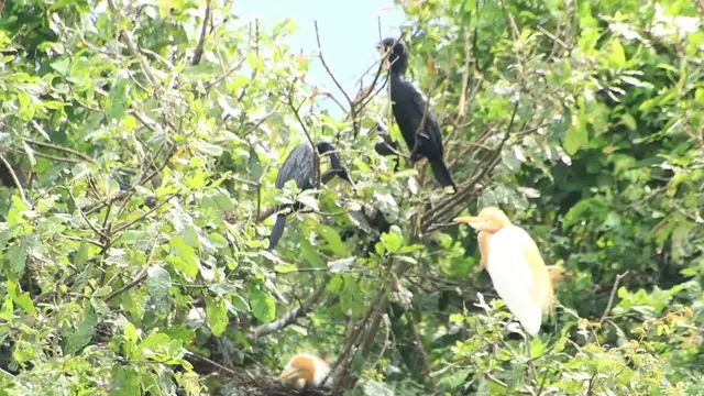 'Video thumbnail for Bird cries on nes , Wild bird on nest'