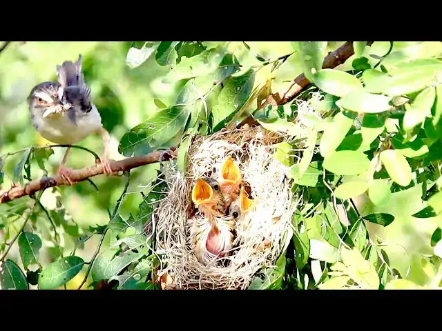 'Video thumbnail for Babies bird hungry to eat food on nest'