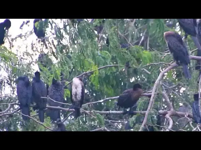 'Video thumbnail for Amazing of Lake - Black bird All nest & bird in lake area forest'