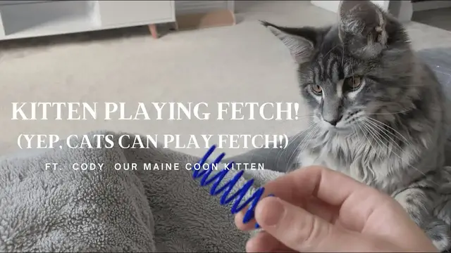 'Video thumbnail for Maine Coon Kitten Playing Fetch (Yep, Cats Can Play Fetch!)'