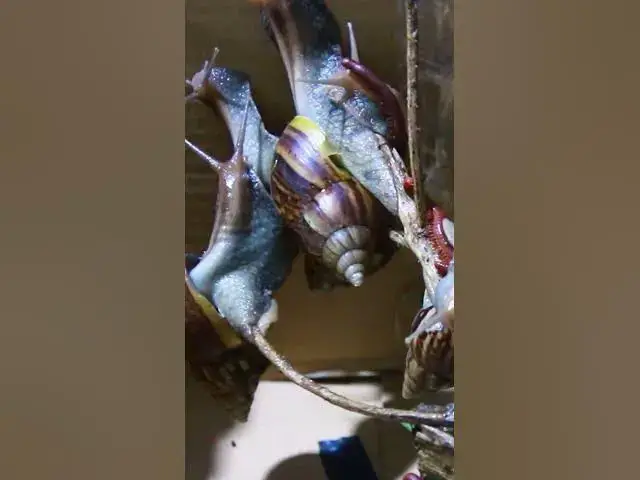 'Video thumbnail for Red Snail warking fast'