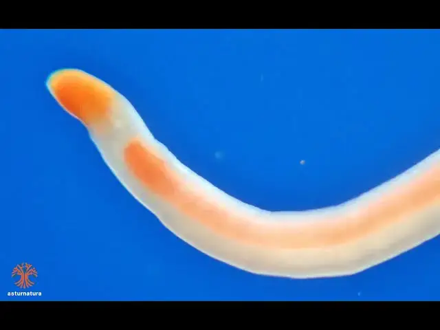 'Video thumbnail for Cephalothrix hermaphroditicus'