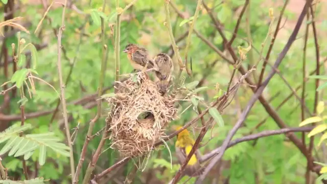 'Video thumbnail for Wild golden babies bird cried eat,  mommy care wild bir'