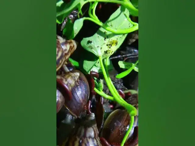 'Video thumbnail for Snail or Venomous Centipede'