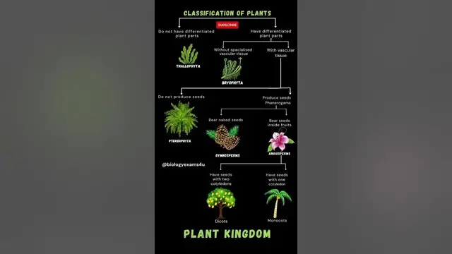 'Video thumbnail for Plant Kingdom Classification in 30 seconds'