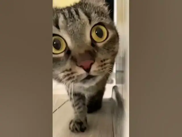 'Video thumbnail for #catfancy #cat #funny #catkittenanimal #catlover #fancycat #cute #catt #memes #cutecate'