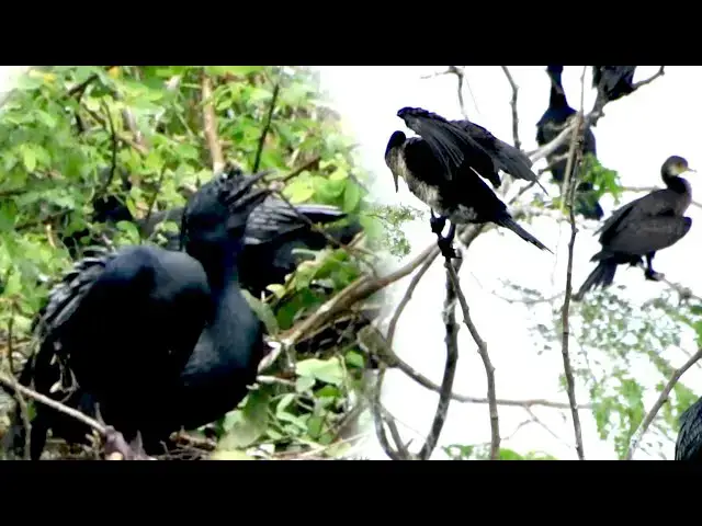 'Video thumbnail for Wild of black bird stay on nest | Black water bird here'