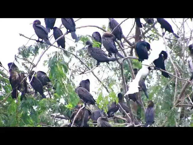 'Video thumbnail for Amazing of Lake - Black bird All nest & bird in lake at Avean'