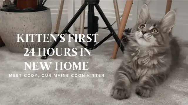 'Video thumbnail for Kitten’s First Day Home (Meet Our Maine Coon Kitten, Cody!)'