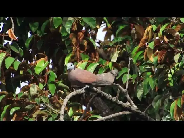 'Video thumbnail for Top dove bird, wild of dove bird live on here'