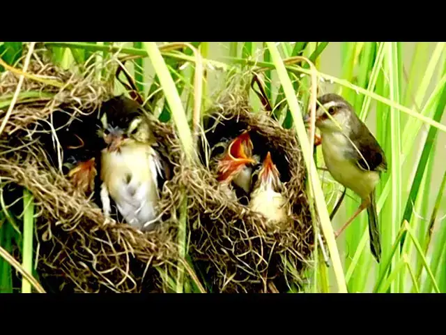 'Video thumbnail for Hungry Babies Bird Cuckoo  | A Wild Bird's Cry'