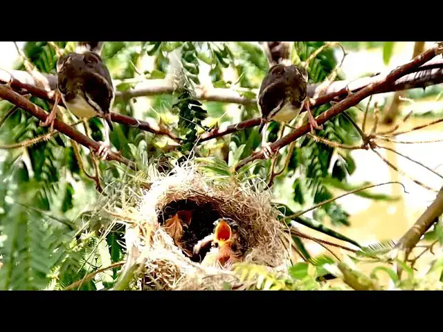 'Video thumbnail for Momie's bird care babie bird on nest'
