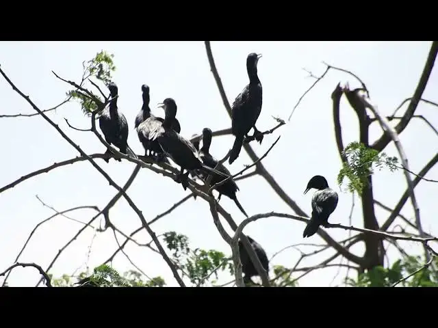 'Video thumbnail for Top Area nest wild bird here, Black bird made nest'
