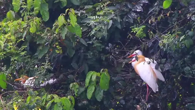 'Video thumbnail for Wild nest bird on nest'